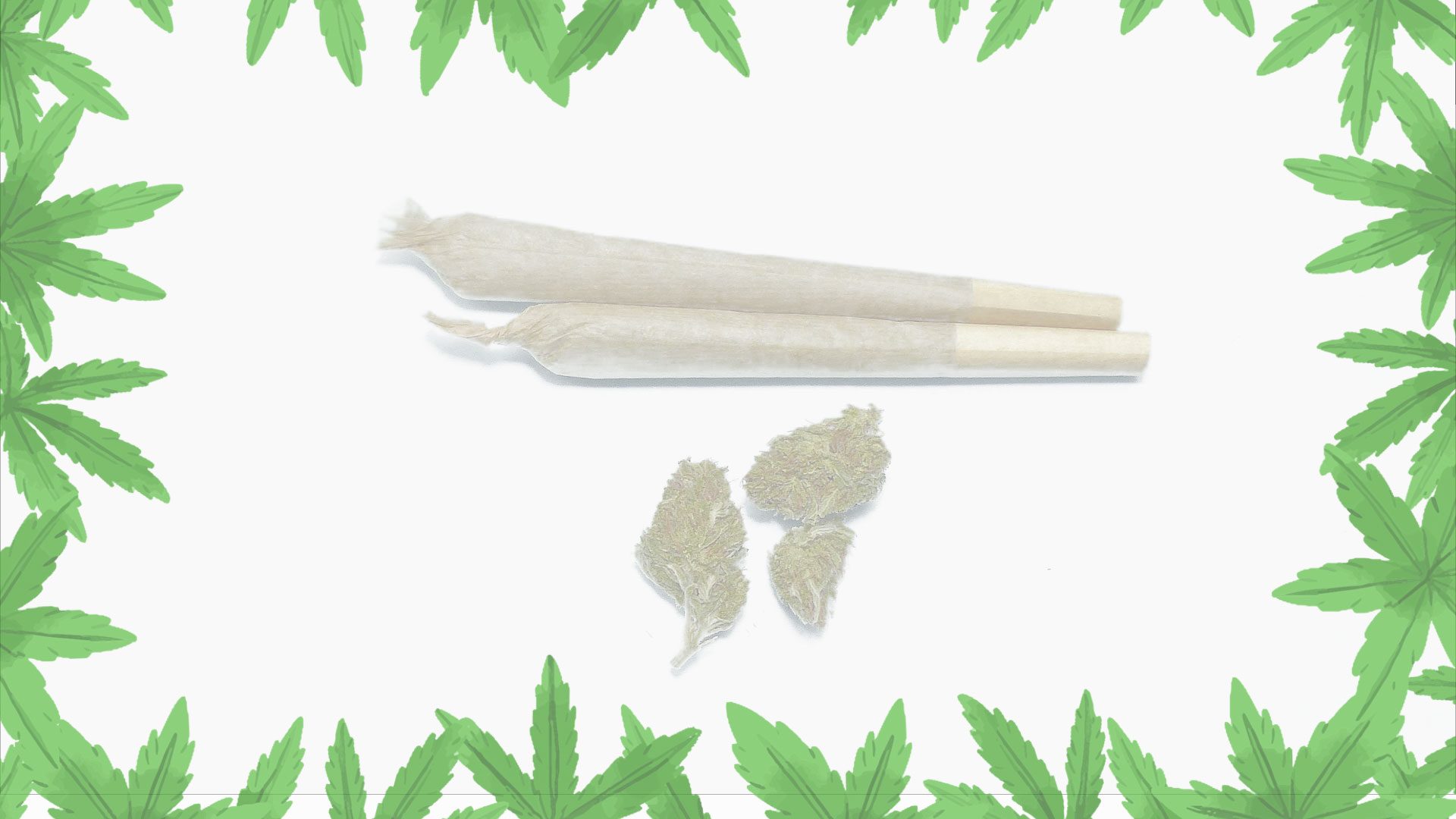 WHD—PROMO—4-BG
