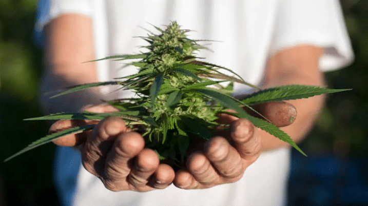 rules for growing cannabis
